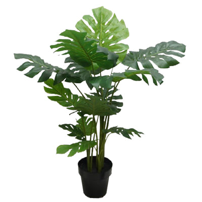 Planta Monstera Grande